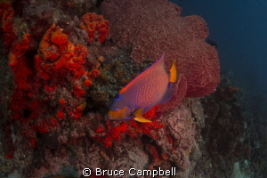 Queen angel fish at the blackjack dive site in Tobago nea... by Bruce Campbell 